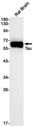 1 - Tau Rabbit mAb AP74934
