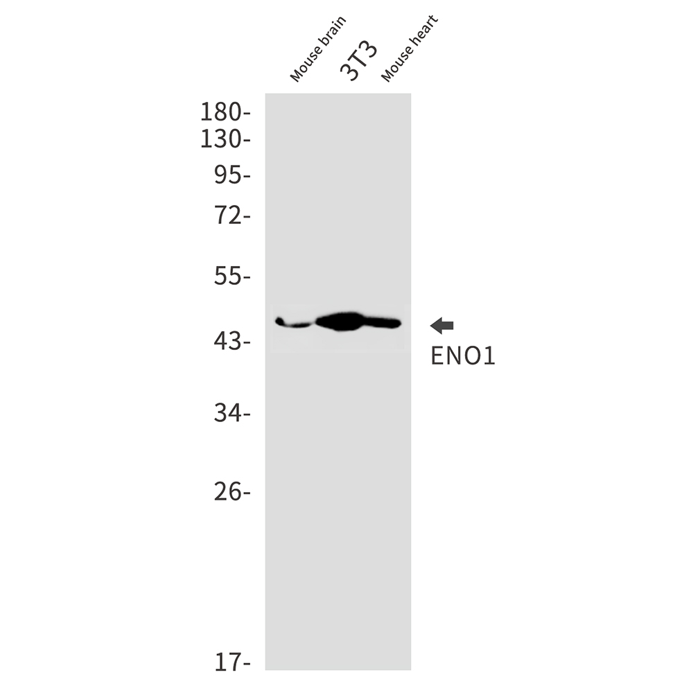 1 - ENO1 Rabbit mAb AP74980