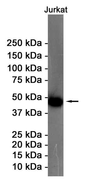 3 - ENO1 Rabbit mAb AP74980