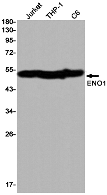 5 - ENO1 Rabbit mAb AP74980