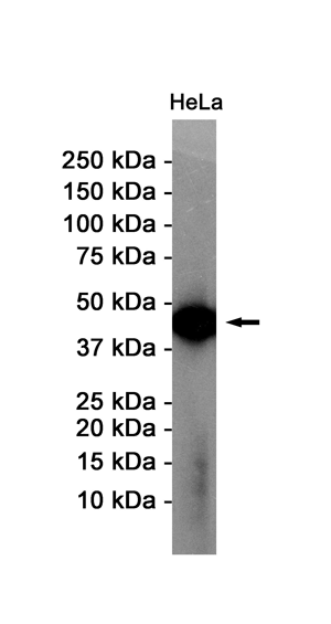 1 - alpha Skeletal Muscle Actin Rabbit mAb AP74987
