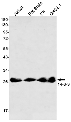 1 - 14-3-3 Rabbit mAb AP75014