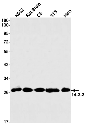 1 - 14-3-3 Rabbit mAb AP75016