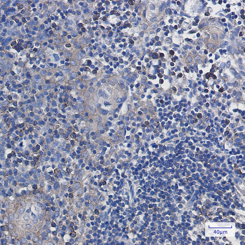 2 - Annexin VII Rabbit mAb AP75080