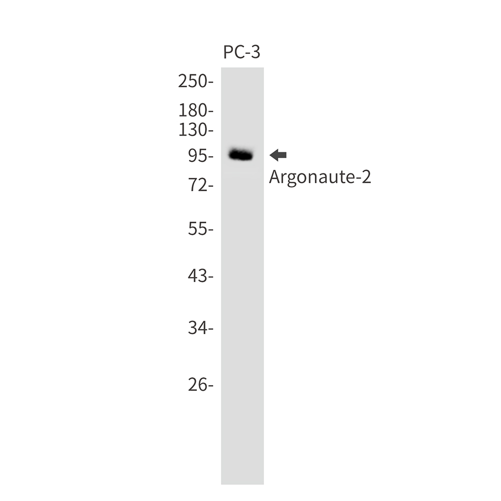 1 - Argonaute 2 Rabbit mAb AP75101