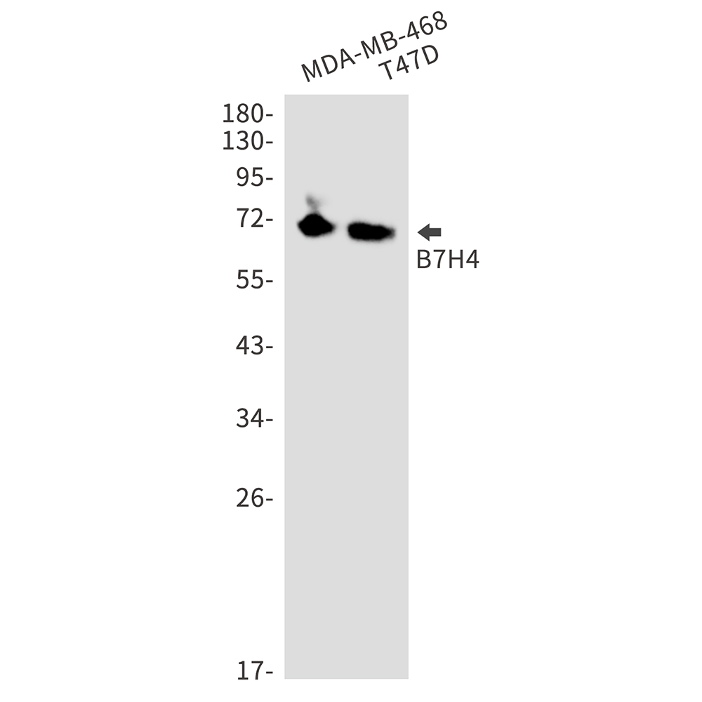 1 - B7H4 Rabbit mAb AP75136