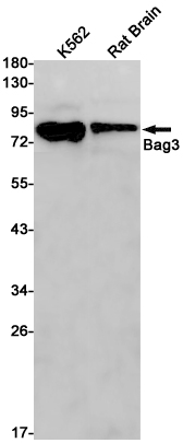 1 - BAG3 Rabbit mAb AP75140