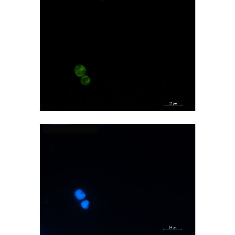 1 - CD3G Rabbit mAb AP75230