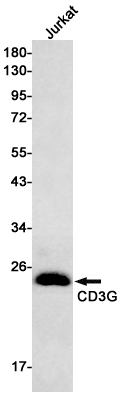 3 - CD3G Rabbit mAb AP75230