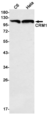 3 - CRM1 Rabbit mAb AP75293