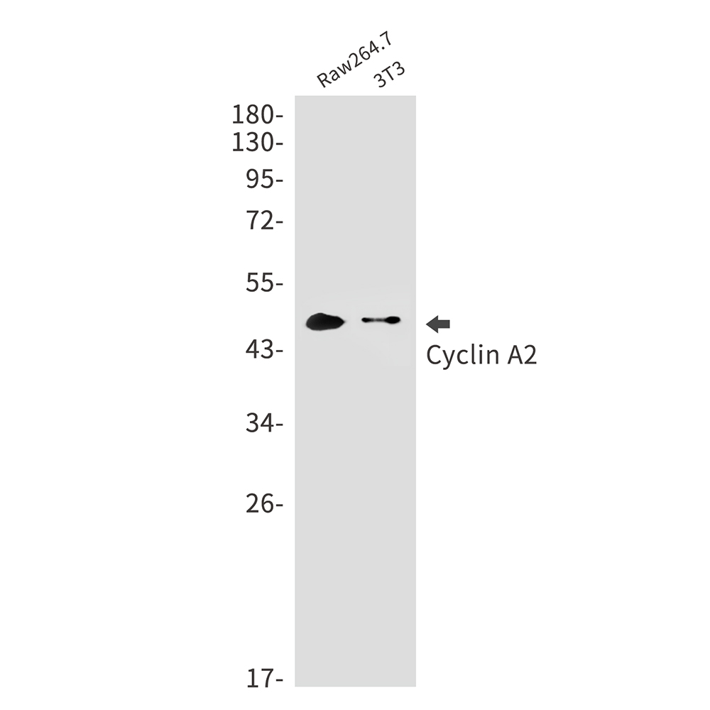 1 - Cyclin A2 Rabbit mAb AP75310