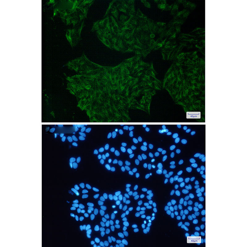 3 - Cytokeratin 18 Rabbit mAb AP75327