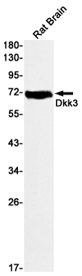 1 - DKK3 Rabbit mAb AP75362