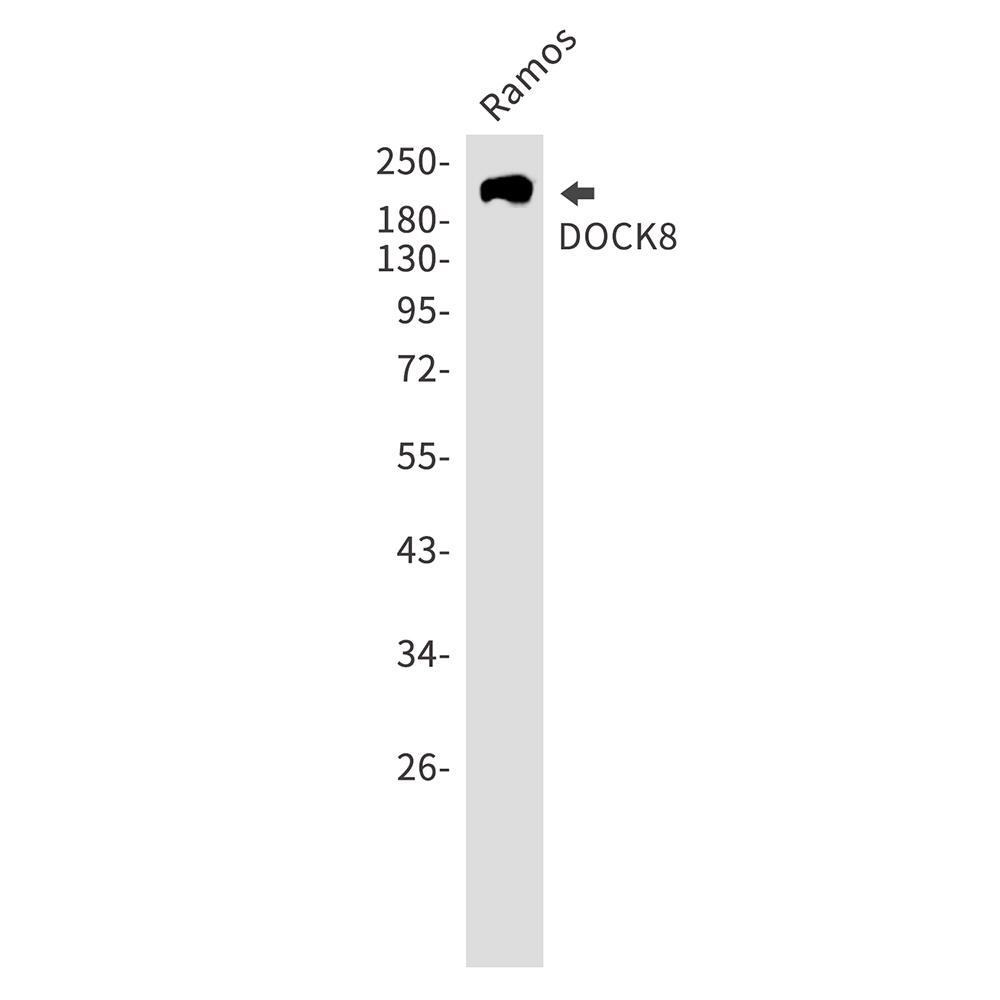1 - DOCK8 Rabbit mAb AP75369