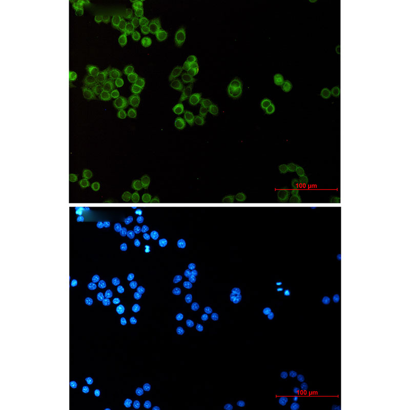 1 - EHD1 Rabbit mAb AP75382