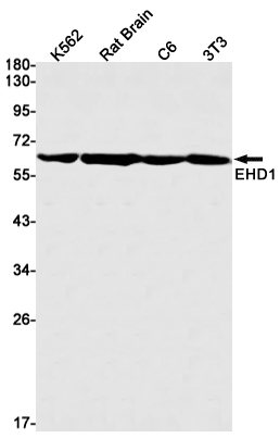 3 - EHD1 Rabbit mAb AP75382