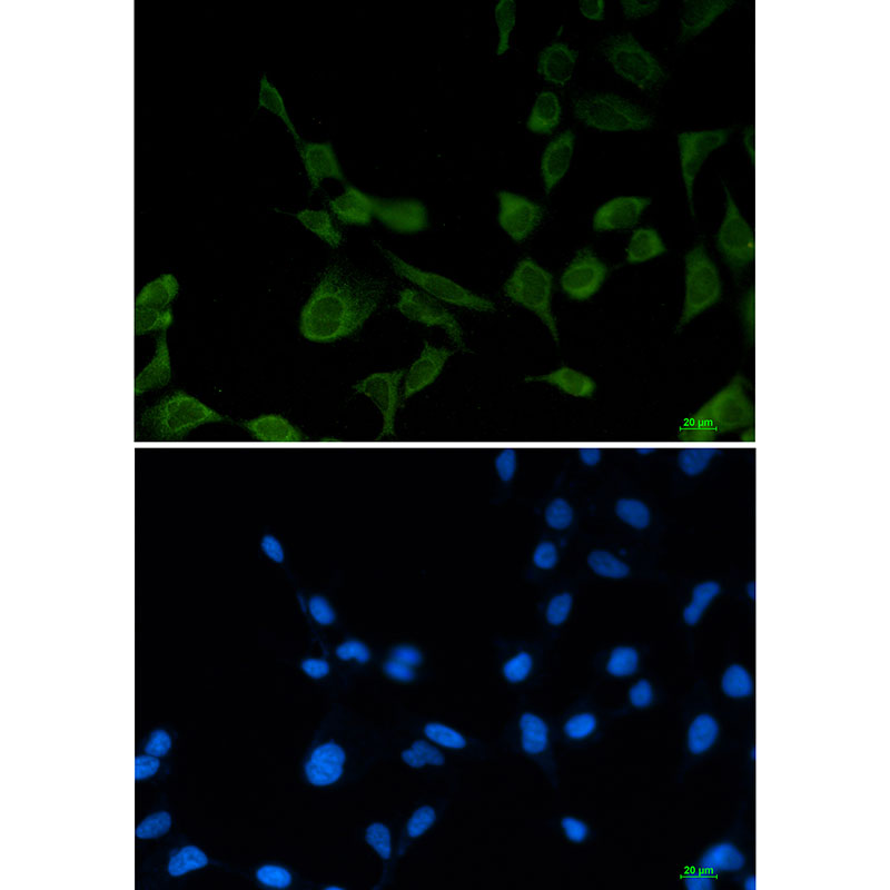 1 - eIF1A Rabbit mAb AP75384