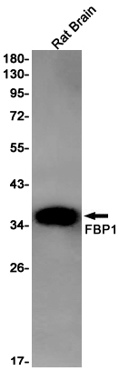 1 - FBP1 Rabbit mAb AP75428