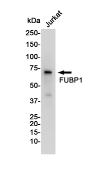 1 - FUBP1 Rabbit mAb AP75460