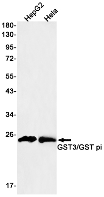 1 - GST3 Rabbit mAb AP75522