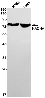 1 - HADHA Rabbit mAb AP75525