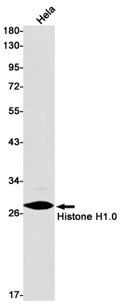 1 - Histone H1.0 Rabbit mAb AP75537