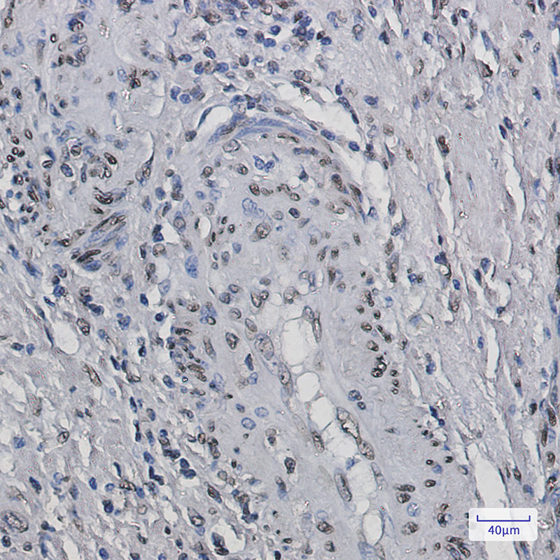 2 - Histone H2B Rabbit mAb AP75544