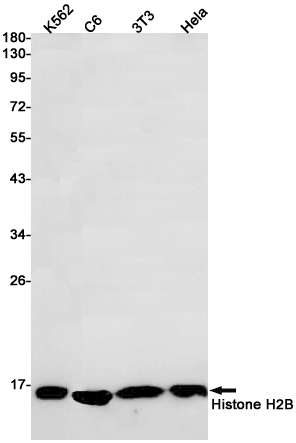 1 - Histone H2B Rabbit mAb AP75544