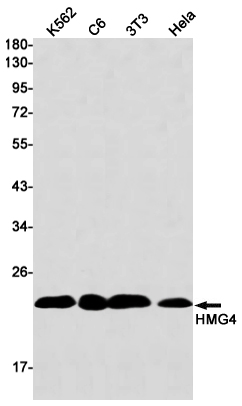 1 - HMG4 Rabbit mAb AP75553
