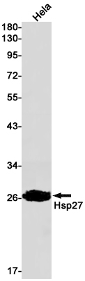 1 - Hsp27 Rabbit mAb AP75579