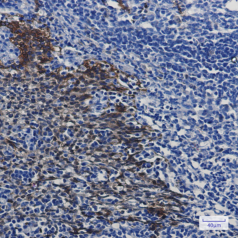 2 - Hsp70 Rabbit mAb AP75584