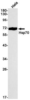 1 - Hsp70 Rabbit mAb AP75584
