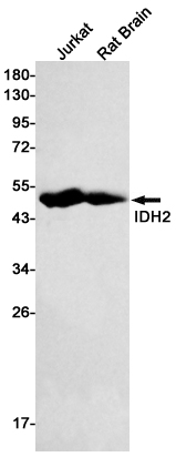 1 - IDH2 Rabbit mAb AP75592