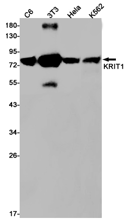 1 - KRIT1 Rabbit mAb AP75657