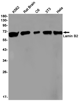 1 - Lamin B2 Rabbit mAb AP75662