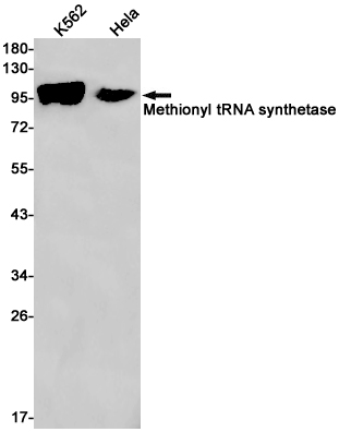 1 - MetRS Rabbit mAb AP75714