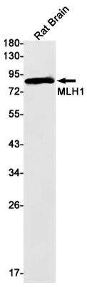 1 - MLH1 Rabbit mAb AP75725