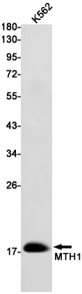 1 - MTH1 Rabbit mAb AP75747