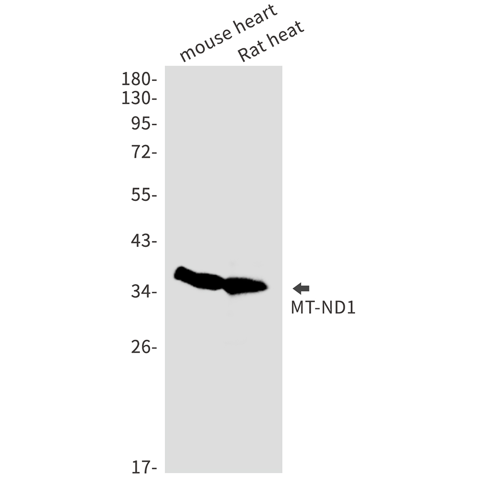 1 - MT ND1 Rabbit mAb AP75750