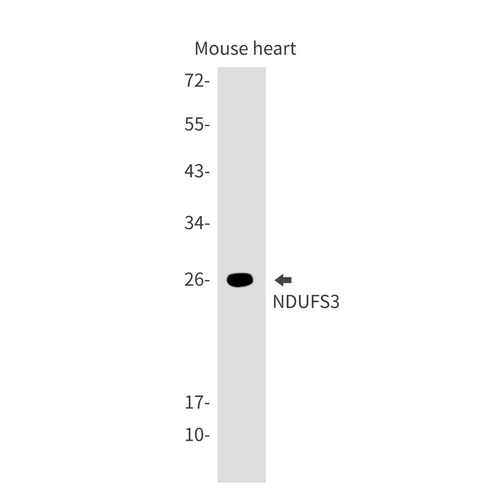 1 - NDUFS3 Rabbit mAb AP75787