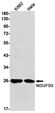 1 - NDUFS3 Rabbit mAb AP75787