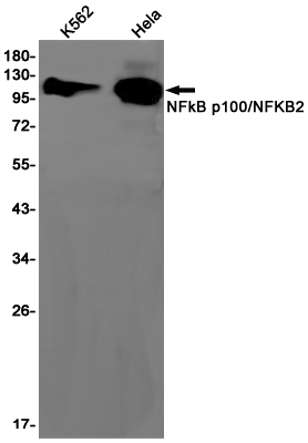 1 - NF-KB p100 Rabbit mAb AP75807