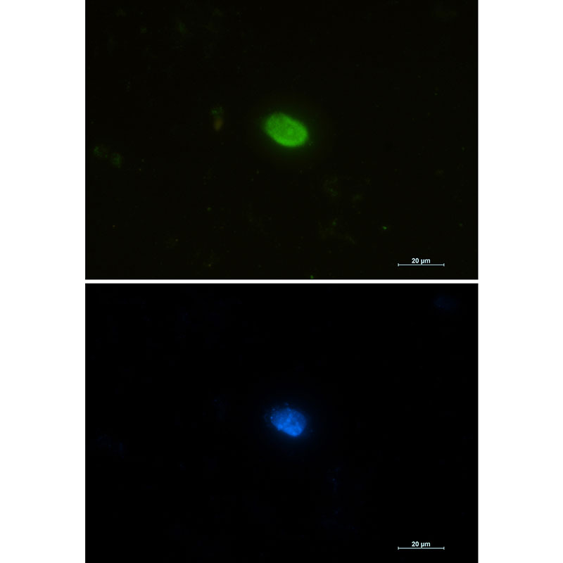 1 - PIN1 Rabbit mAb AP75912