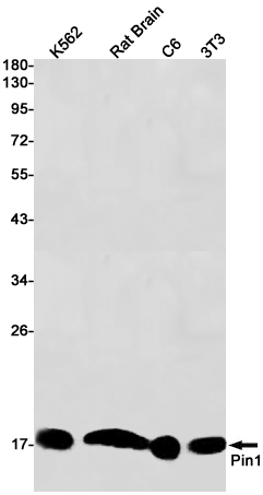 3 - PIN1 Rabbit mAb AP75912