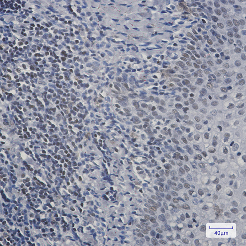 2 - RPA32 Rabbit mAb AP76032