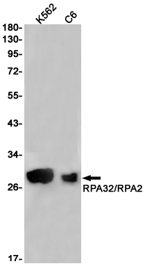 1 - RPA32 Rabbit mAb AP76032