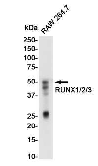 2 - RUNX Rabbit mAb AP76044