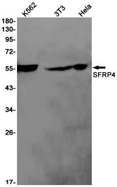 1 - SFRP4 Rabbit mAb AP76076