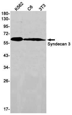 1 - Syndecan 3 Rabbit mAb AP76140