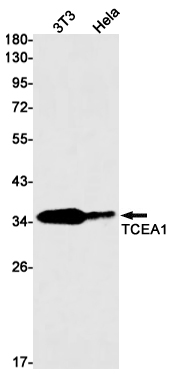 1 - TCEA1 Rabbit mAb AP76158